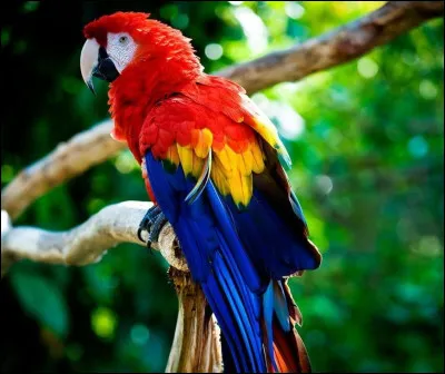 La couleur rose bonbon du flamand rose vient de son alimentation, mais d'où viennent les couleurs extravagantes des perroquets ?