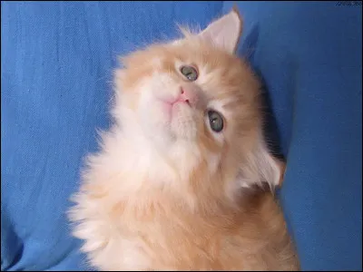 Règle n°5 : Un chaton commence son apprentissage :