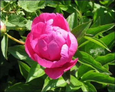 La fleur qui caractrise les dates : 2, 11, 20 et 29 c'est :