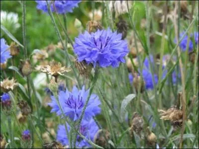 La fleur qui protge les dates : 4, 13, 22 et 31 s'appelle...