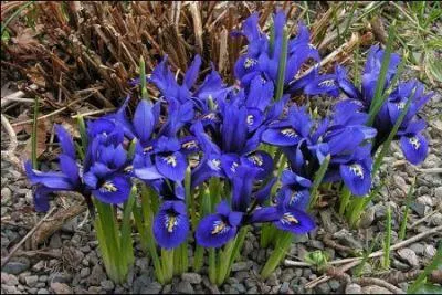 Si votre date de naissance est : 5, 14 ou 23, votre fleur est...