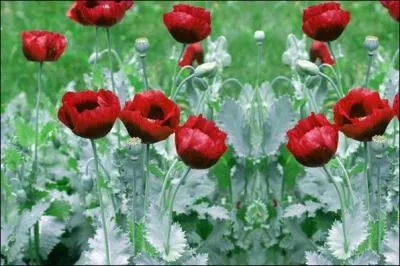 Cette fleur protge les personnes nes l'un des jours suivants : 6, 15, 24; c'est...