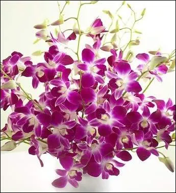 Les dates de naissance : 7, 16 et 25 se trouvent sous les auspices ...