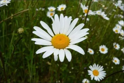 La fleur qui protge les dates : 8, 17 et 26 est...