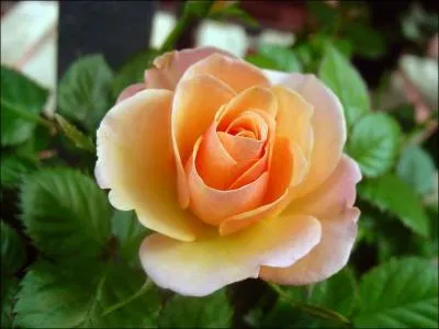 Cette fleur protge les personnes nes le 9, le 18 ou le 27. C'est ...