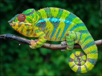Quel est cet animal qui peuple les arbres à Madagascar et qui change de couleur au gré de ses émotions ?