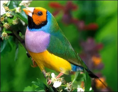 Quel est cet oiseau tropical, vivant en Australie, véritable joyau de par sa beauté, comme son nom l'indique ?