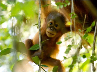 Quel est ce primate de Bornéo, en voie de disparition ?