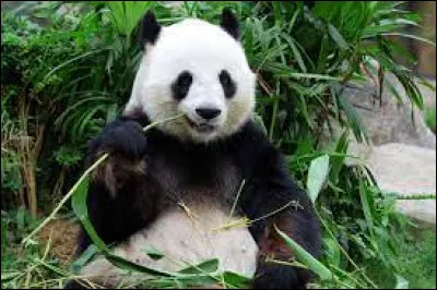 Sciences et nature : Combien de kilos de bambou par jour mange un panda ?