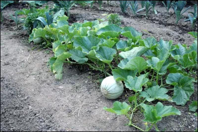 Quelles étaient leurs particularités à cette époque-là ?