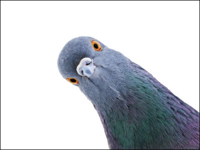 Que veut dire "El se&ntilde;or da semillas a las palomas." ?