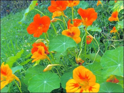 À quel mois les capucines commencent-elles à fleurir ?