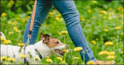 Vie quotidienne : Quel pourcentage de foyers français possède un chien ?