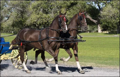 Cite-moi ses robes principales :