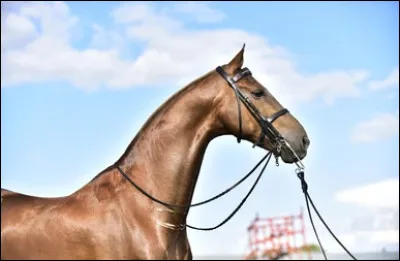 Ne te fie pas à la finesse de son corps. Combien pèse-t-il ?