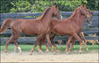 Fin et élégant, il toise plus d'1,75 m.
