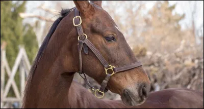 Quelle est son espérance de vie ?