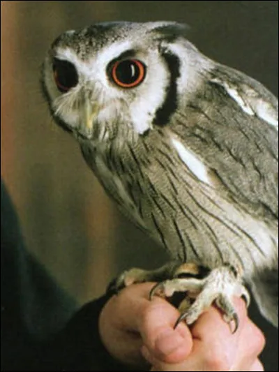 Comment s'appelle ce personnage ?