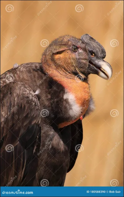 Et ce vautour étrange ?