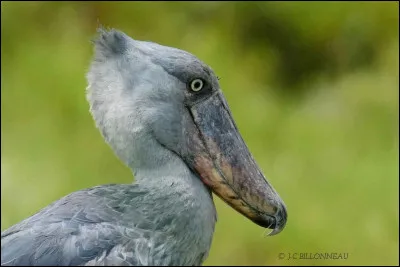 Voici le dernier qui, pour moi, remporte le concours de l'oiseau le plus laid, c'est le :