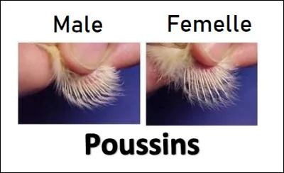 Quel nom donne-t-on à l'action qui consiste à trier les animaux en fonction de leur sexe ?