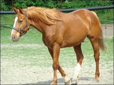 Quelle est la vitesse d'un cheval au pas ?