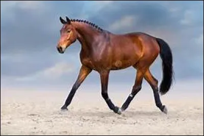 Quelle distance parcourt un cheval au trot ?