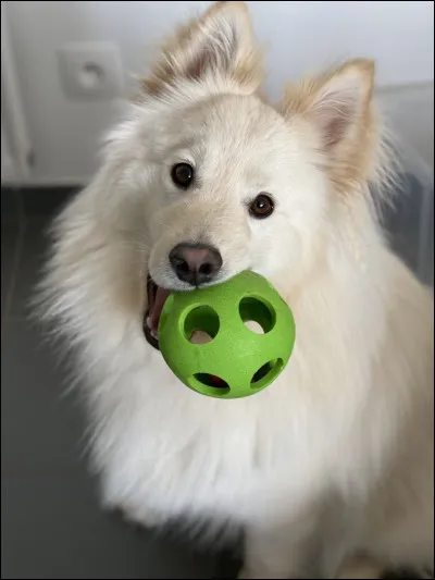 À qui ce chiot appartient-il ?