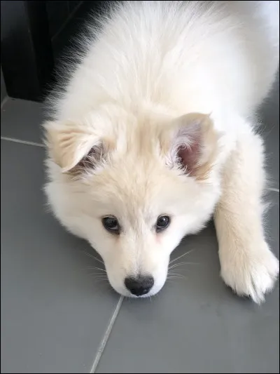 Comment s'appelle-t-il ?