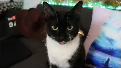 À qui ce chat appartient-il ?