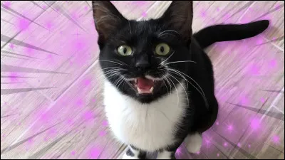 Comment s'appelle-t-elle ?