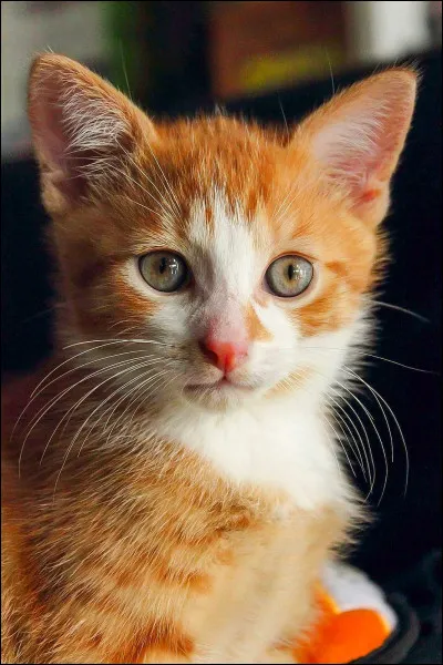 À qui ce chat appartient-il ?