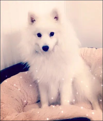 Comment le chien de Mary Frozencrystal s'appelle-t-il ?