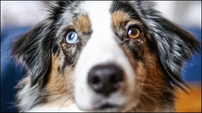 À qui appartient cette adorable chienne ?