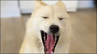 Comment s'appelle ce chien ?