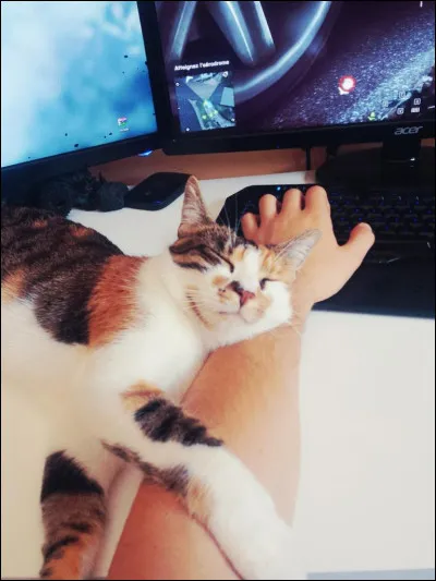 À qui ce petit chat appartient-il ?