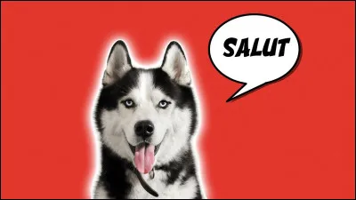 À qui ce chien appartient-il ?