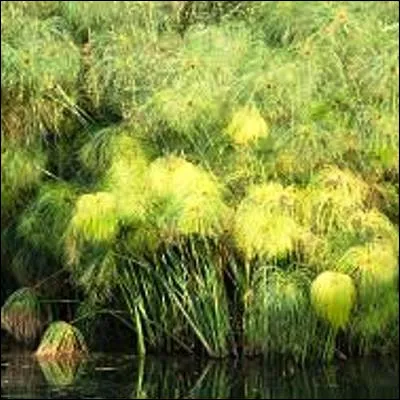 Quelle plante aquatique de la famille des cyperacées est aussi appelée souchet à papier ?