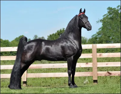 Son espérance de vie varie entre 10 et 15 ans.