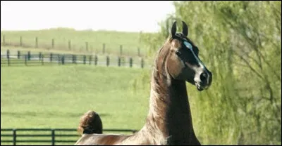 Quelles sont ses robes principales ?