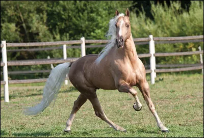 Très utilisé dans le loisir, combien ce champion mesure-t-il ?