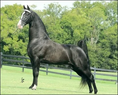 Le tennessee walker est un cheval très nerveux qui a besoin de se défouler constamment.