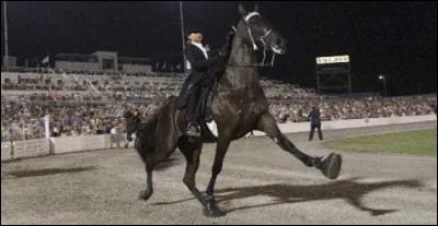 Il est victime d'une pratique équestre dangereuse qui se fait appeler le Big Lick.