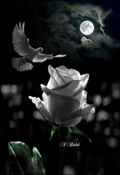 Qui chante "Viser la lune, ça ne me fait pas peur" ?