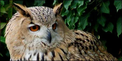 Il est tel certain chat !