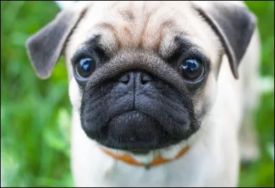 Quelle race de chien est également surnommée "Pug"