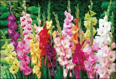 Quel est le nom de cette fleur ?