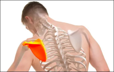 Quel est l'autre nom de l'omoplate ?