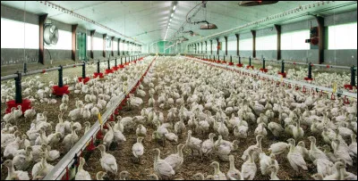 Quel mot désigne l'élevage des oiseaux ?