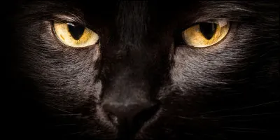 Laquelle de ces races est hypoallergénique ?